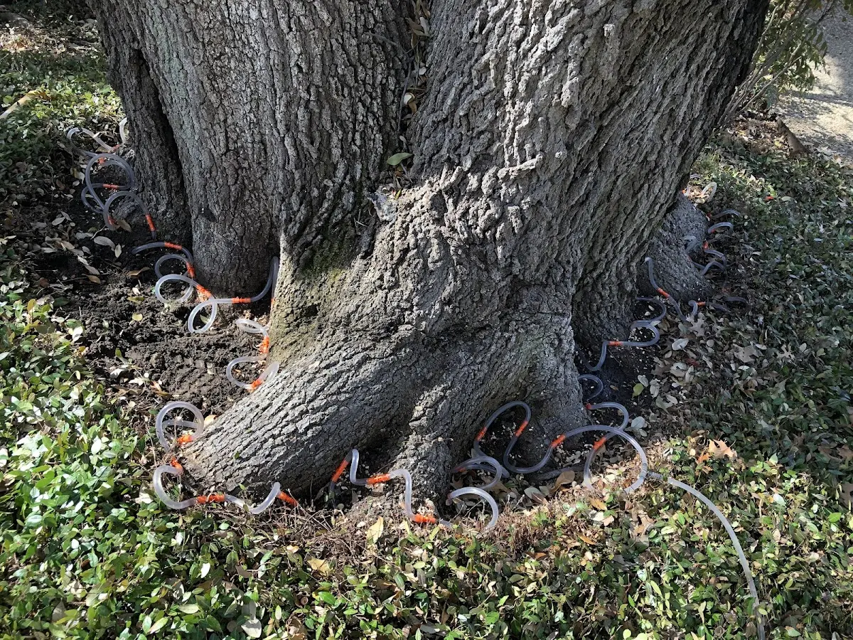 Detailed Tree Cabling and Bracing job site in Lane City