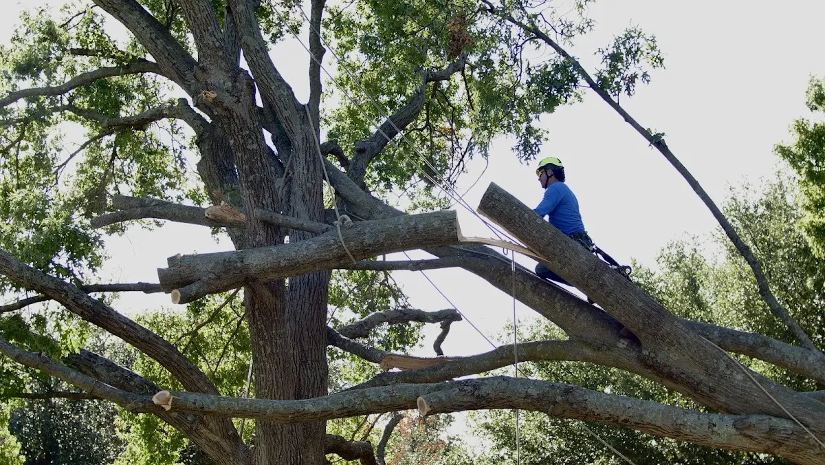 Professional Hazardous Tree Removal performed by certified arborists in Lane City